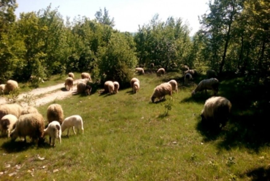 Još sredstava za male poljoprivrednike zahvaljujući LAG-u ADRION!