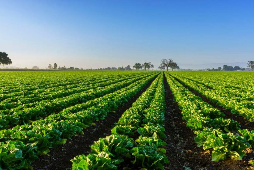 Objavljena dva natječaja iz mjere 6 Programa ruralnog razvoja